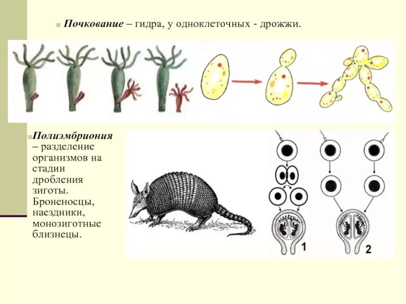 Почкование фрагментация. Размножение броненосцев полиэмбриония. почкование бесполое размножение. схема размножения полиэмбриония. полиэмбриония бесполое размножение.