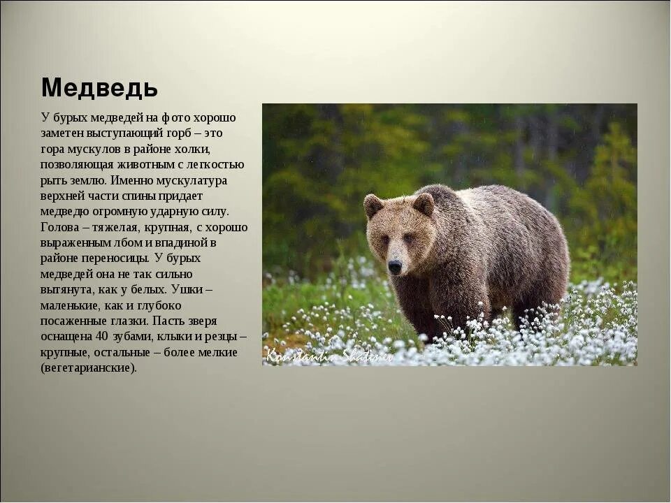 В какой природной зоне живут бурые медведи. Бурый медведь описание. Описание медвежонка. Бурый медведьописпние. Медведь Краснодарского края.