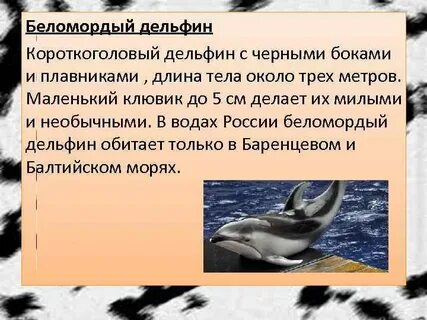 Дельфин из красной книги