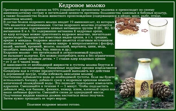 Кедровое молочко. Кедровое молоко. Молоко из кедровых орехов. Кедровое молоко для грудничков.