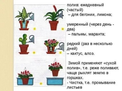 Сколько надо в растении