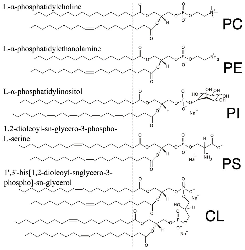 Конформационное строение фосфатидилхолина. Конформационное строение фосфатидилэтаноламина. Фосфатидилхолин строение. Конформация фосфатидилхолина. Фосфатидилхолин это