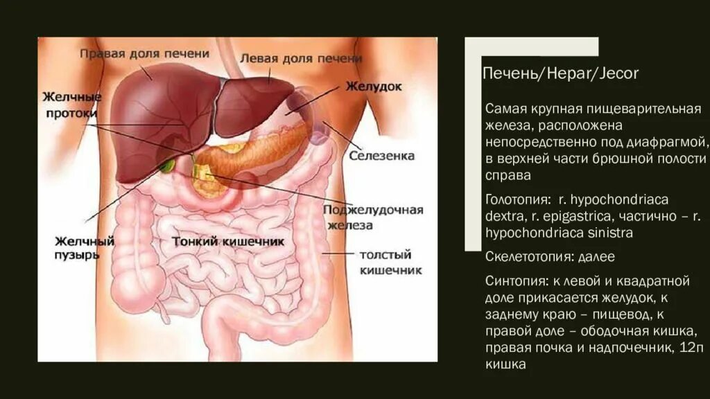 Где расположен кишечник 2 класс. 12 перстная кишка анатомия человека. желудок и 12 перстная кишка расположение. 12 перстная кишка слева или справа. расположение 12 перстной кишки.