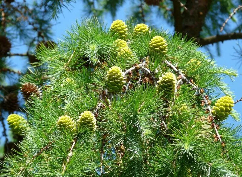 Рода хвойных растений. Лиственница Larix Leptolepis. Лиственница Сибирская дерево. Лиственница Даурская. Лиственница европейская хвоинки.