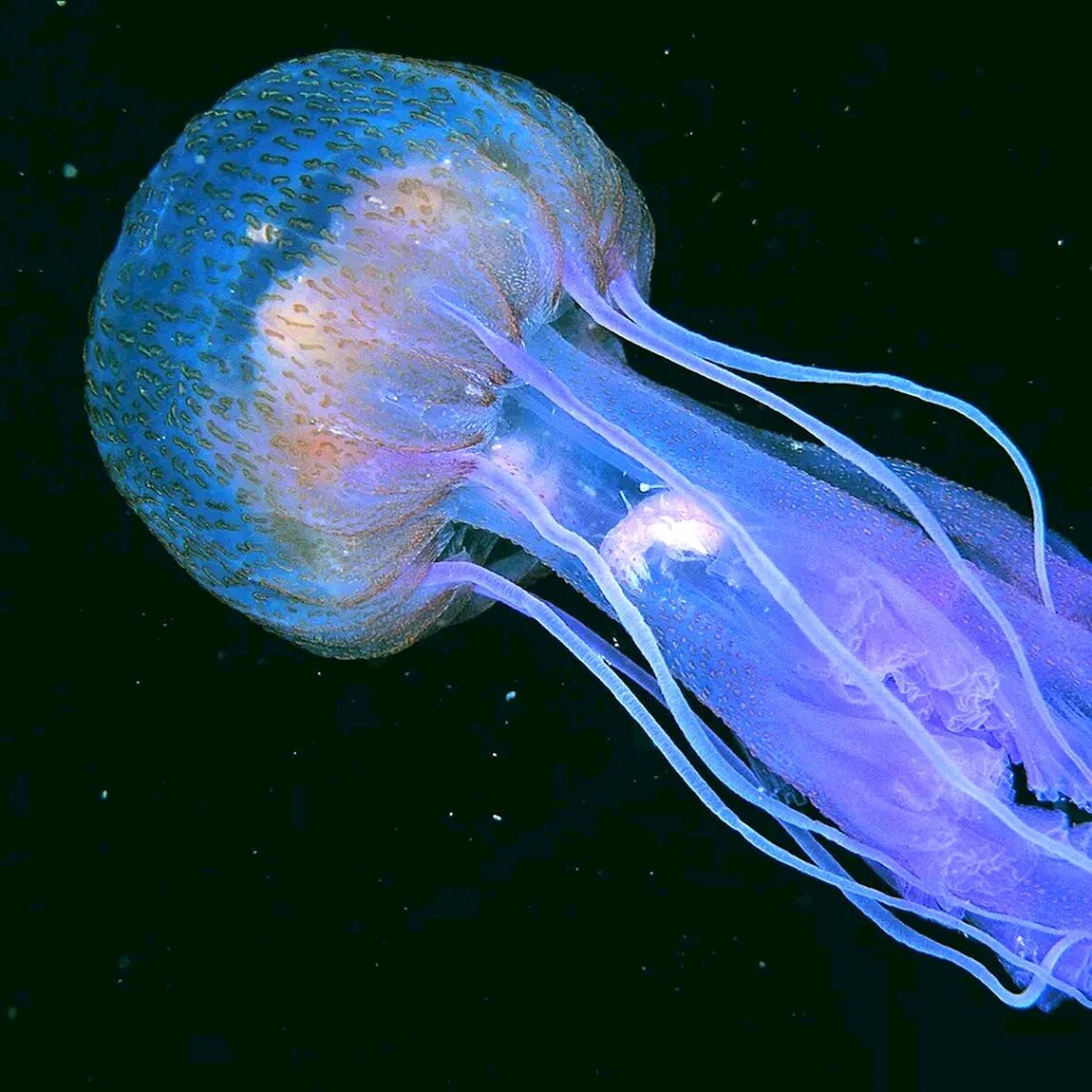 Жалящие медузы черного моря. Cyanea lamarckii. Медуза волосистая цианея. Жало медузы. Медуза пелагия ночесветка.