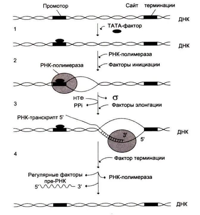 Схема процесса транскрипции. Схема этапы биосинтеза РНК инициация элонгация терминация. Схема инициация транскрипции биохимия. Этапы биосинтеза РНК инициация элонгация терминация биохимия схема. Описание процесса транскрипции