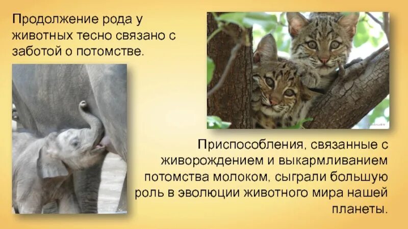 В чем выражается забота родителей о потомстве. Животные заботятся о потомстве. Забота о потомстве у млекопитающих. Заботасо потомстве у млекопитающих. Приспособление забота о потомстве.