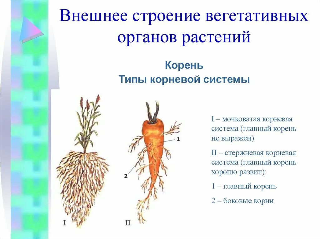 Морковь Тип корневой системы и особенности строения корневой системы. Стержневая корневая система у моркови. Тип корня у моркови. Строение корнеплода морковка.