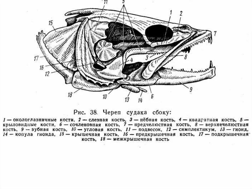 Череп костной рыбы. Строение черепа костистой рыбы. Строение черепа костных рыб. Осевой мозговой череп судака. Строение черепа судака.