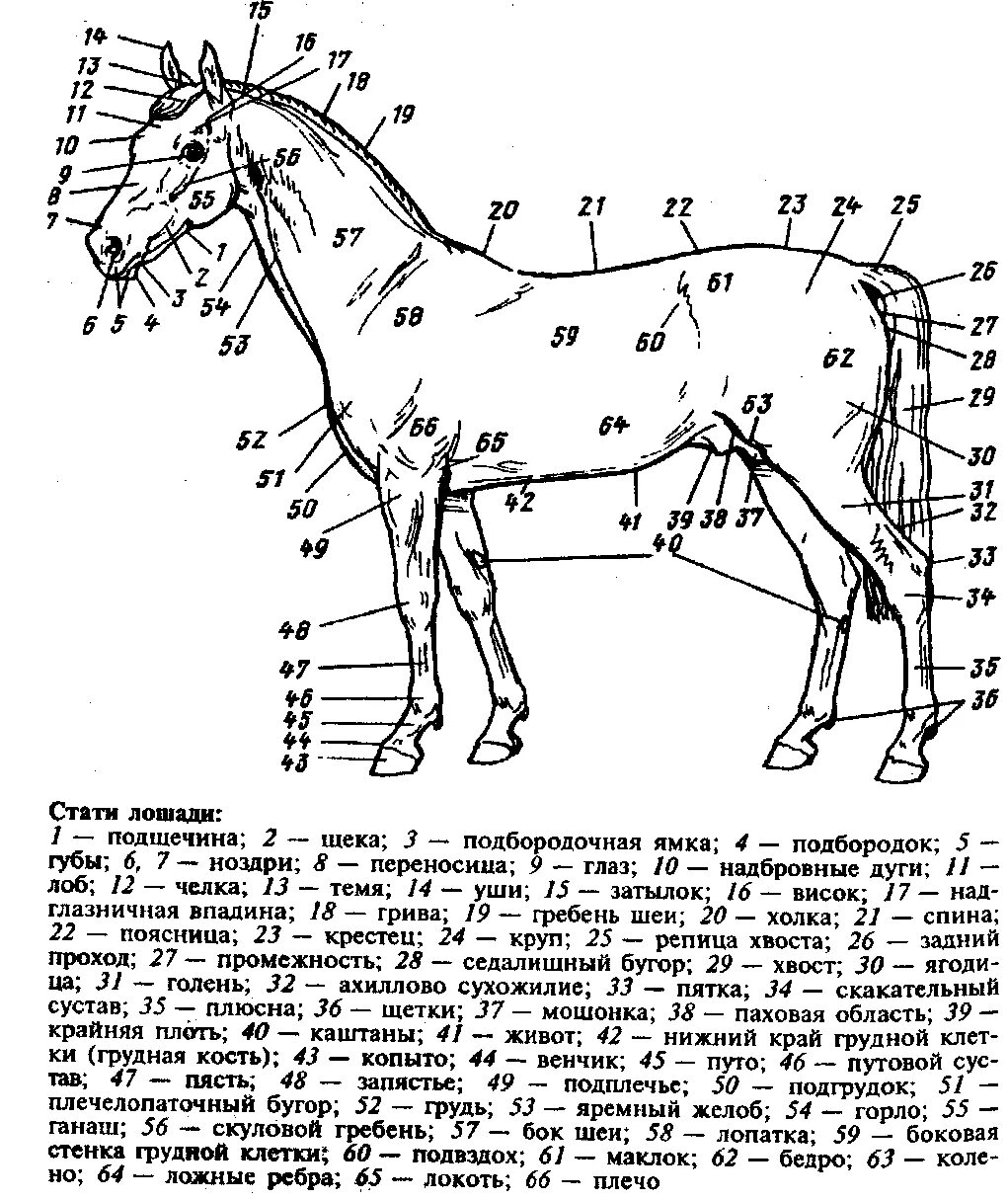 Анатомия лошади части тела. Строение лошади. Части туловища лошади. Стати экстерьера лошади.