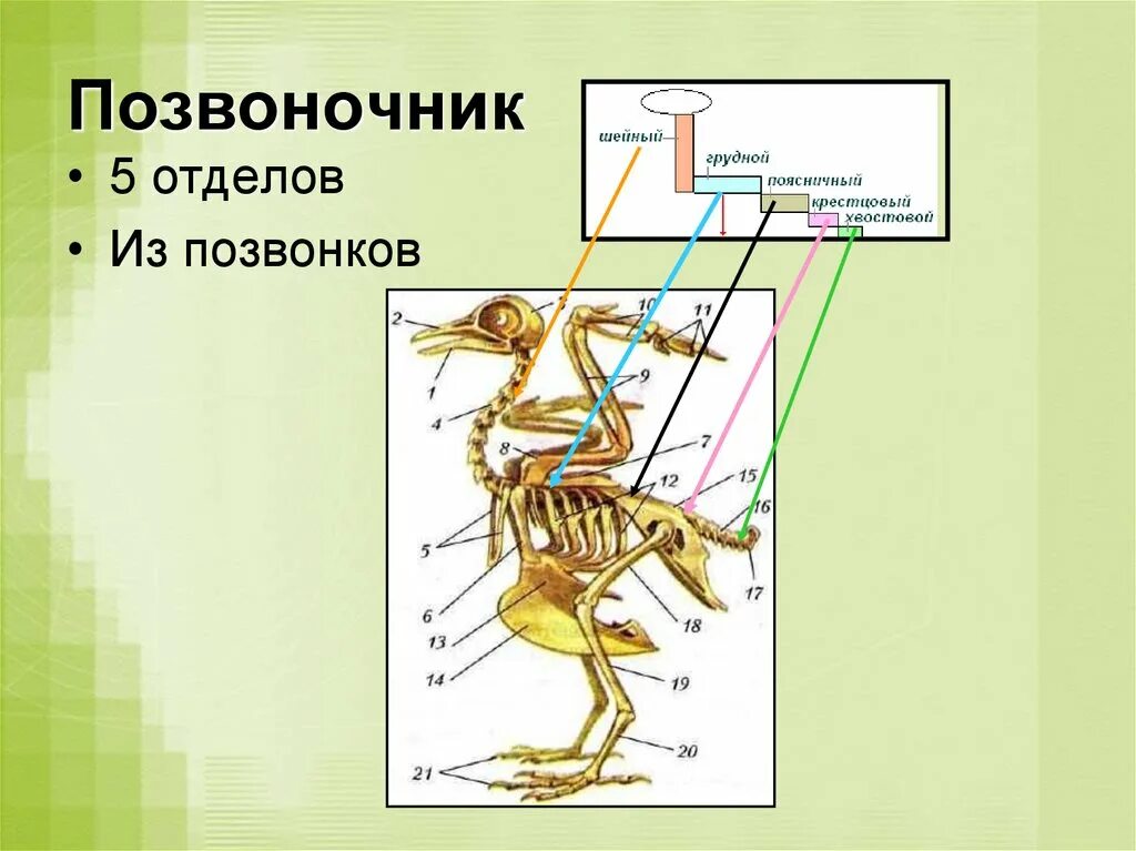 В позвоночнике птиц 2 отдела