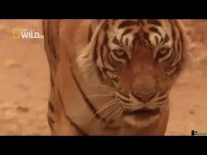 Бүкіл әлемде секс