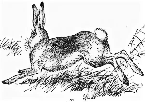 Заяц русак внешний вид. Заяц беляк строение тела. Заяц русак толстой. Факты о зайцах русаках. Заяц русак вес.