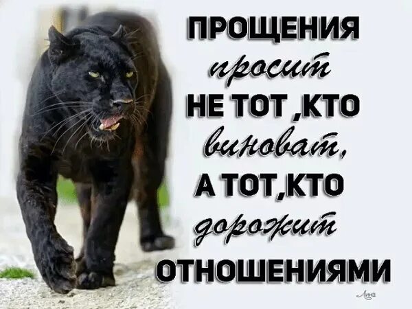 Виноватый мужчина. Прощаю юмор. Прощаться цитаты. Если мужчина называет тебя зая. Она 2 что не простишь.