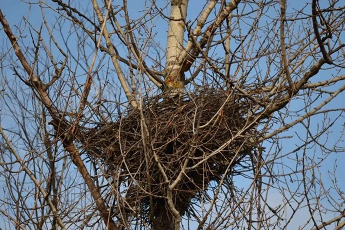 Птичьи гнезда на деревьях. Гнездо Грача. Гнездо грачиного гнезда. Гнездо Грача без Грача. Грач птица гнездо.