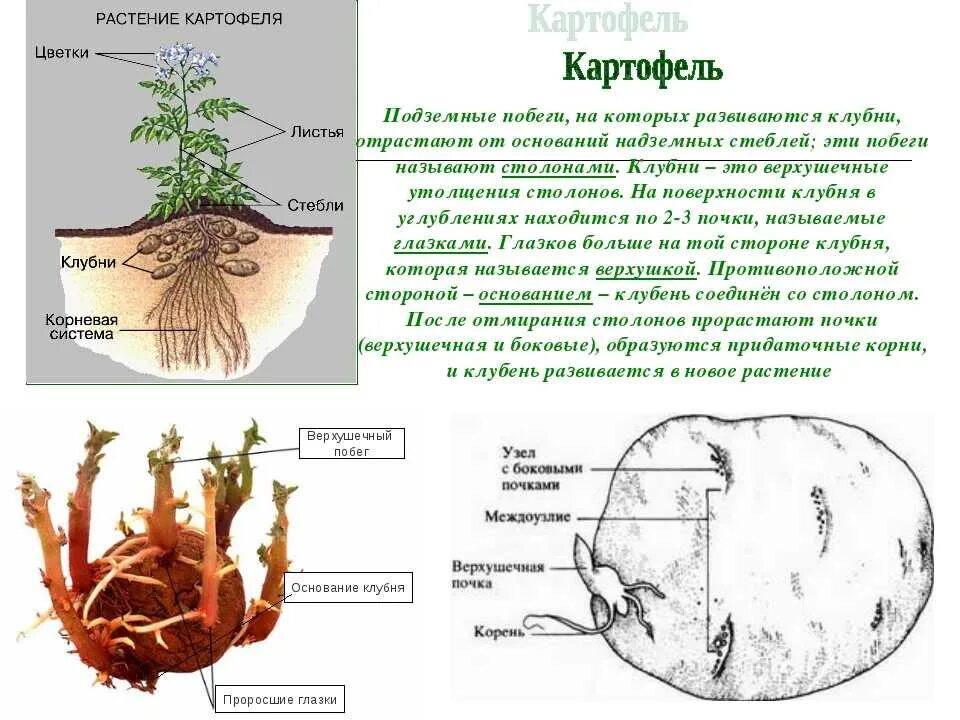 Видоизменённые побеги клубень картофеля. Подземные метаморфозы побега луковица. Метаморфозы побега подземный клубень. Видоизменения побегов клубень картофеля. У картофеля образуются укороченные подземные побеги округлой