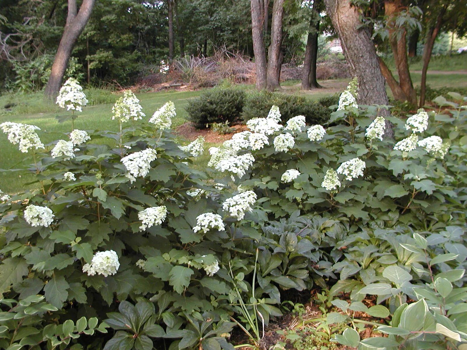 Hydrangea quercifolia 'Snowflake' plants Hydrangea quercifolia, Plants, Hydrange