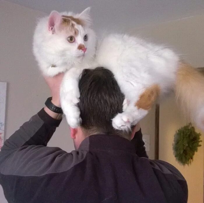 кот вместо шапки. шапка из кота. кот вместо шапки. шапка на голове. шапка из кота.