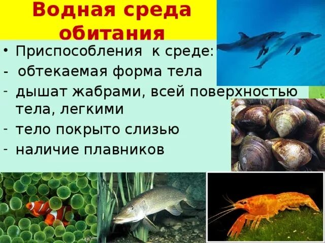 Животные обитатели воды имеют обтекаемую форму тела. Водная среда обитания организмов 5 класс биология. Приспособления к водной среде обитания. Организмы обитающие в водной среде. Презентация водная среда.