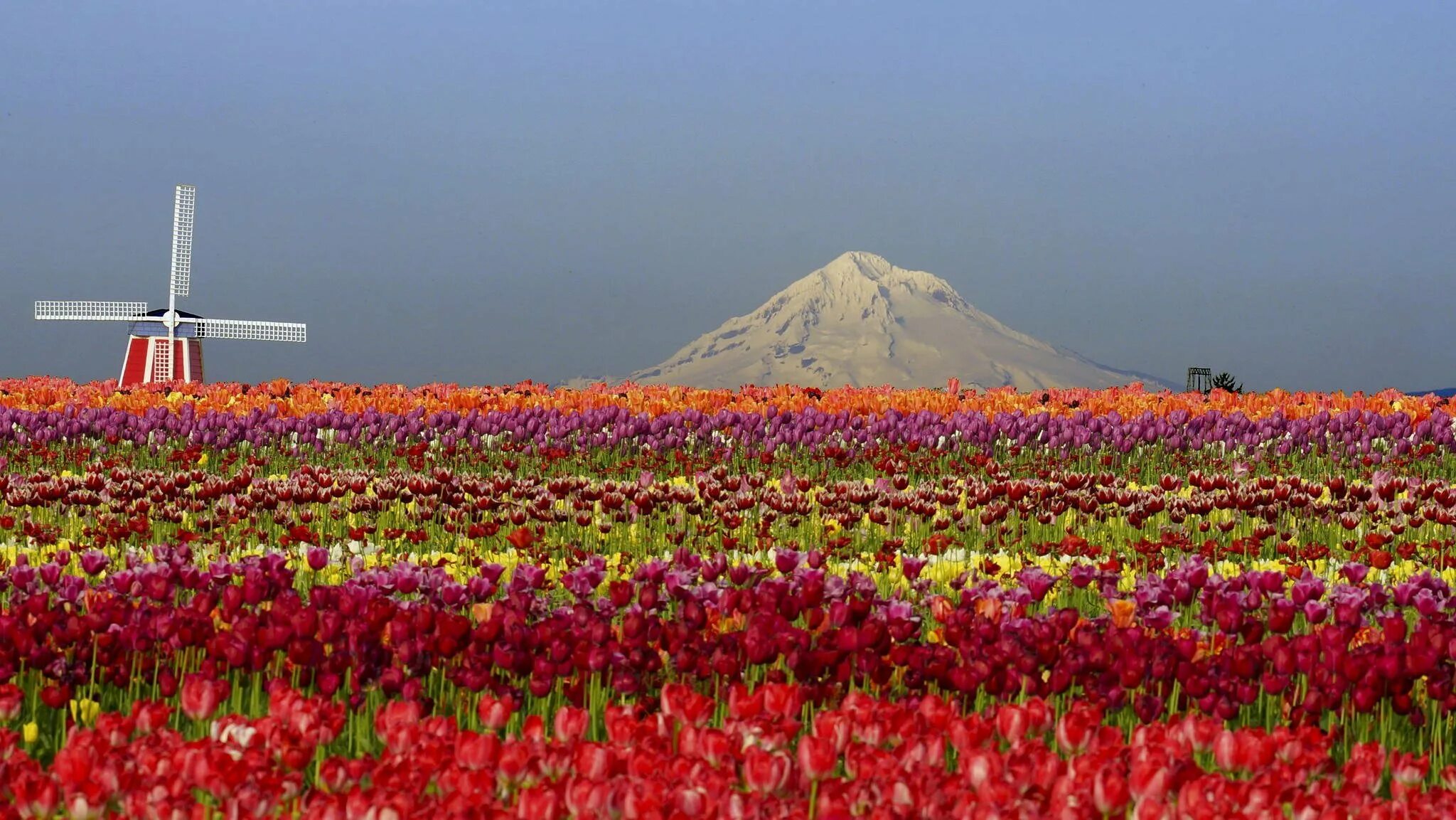 Где находится тюльпановое поле. Тюльпановые поля в Таджикистане. Цветение тюльпанов в Таджикистане. Долина тюльпанов в Таджикистане. Тюльпановые поля в Узбекистане.