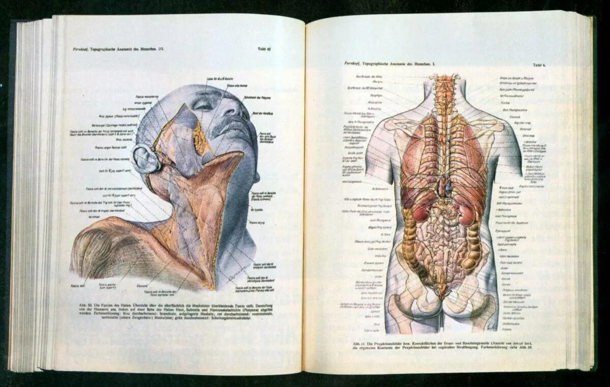 Анатомия человека 1. Атлас топографической анатомии человека Пирогова. Анатомия человека атлас 1990. Пернкопф атлас анатомии.