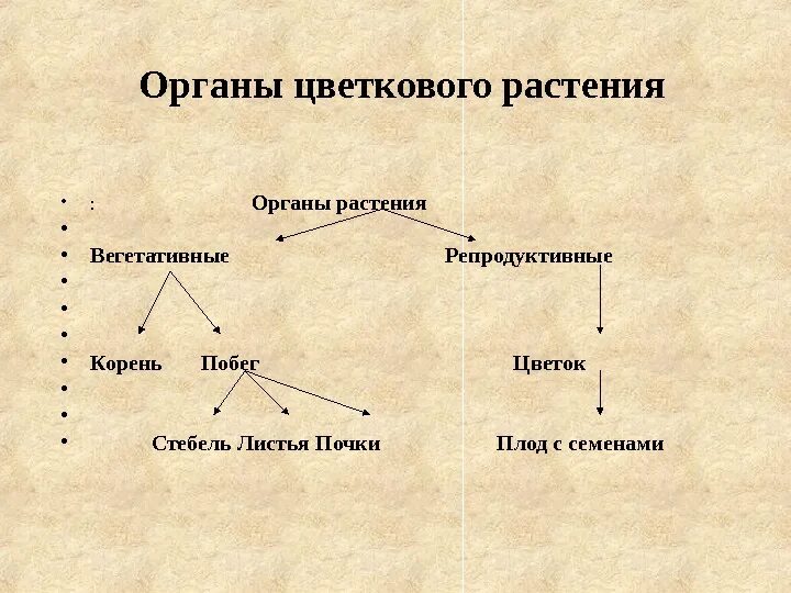 Органы цветкового растения. Органы цветковых растений схема. Органы цветкового растения схема. Вегетативные органы цветковых растений. Назовите органов цветковых растений