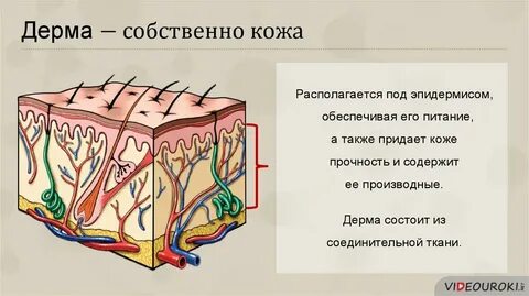 Строение и функции дерма кожи