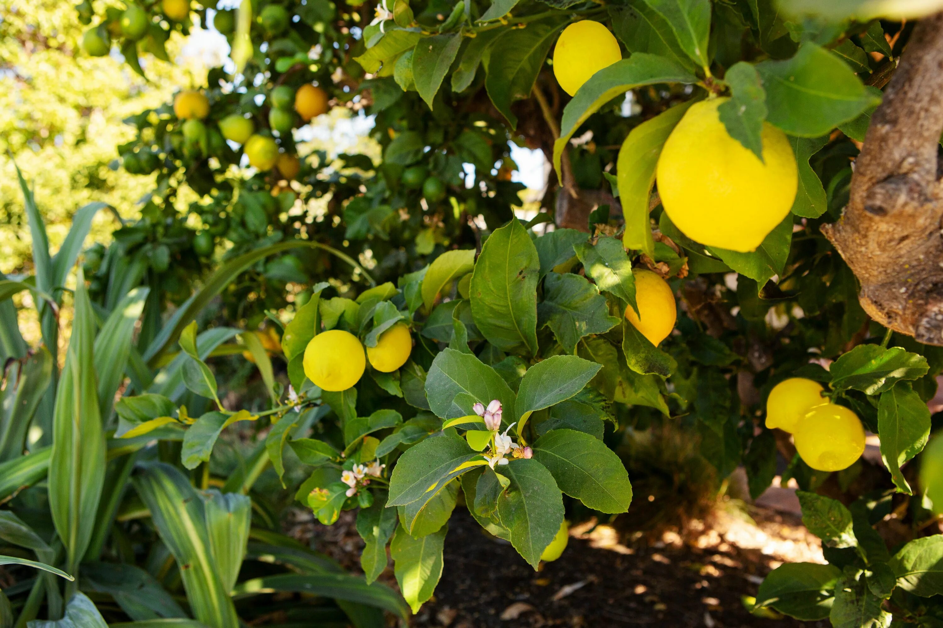 Маленькое лимонное дерево. Лимон сорт Мейер. Лимонное дерево Мейера. Lemon Tree (лимонное дерево). Дерево лимона Майер.