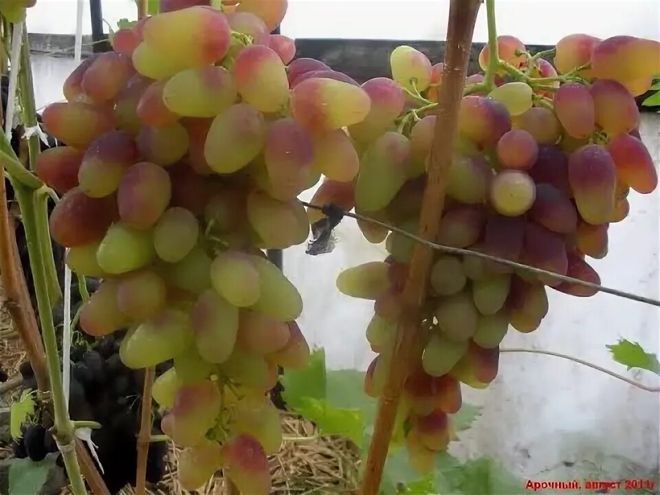 Фото к объявлению: продам арочный виноград - Agro-Ukraine