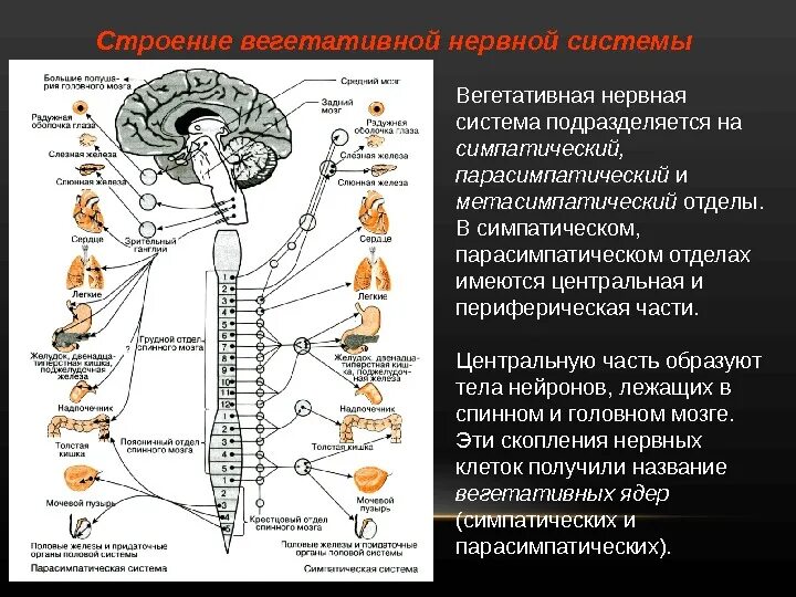 Центры вегетативной нервной системы спинного мозга. Центральный и периферический отделы симпатической системы. Вегетативная парасимпатическая нервная система строение и функции. Иннервация симпатической и парасимпатической нервной системы.