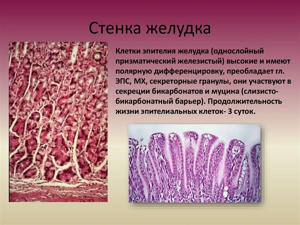 Железистые клетки гистология. Однослойный призматический железистый эпителий желудка. Слизистая оболочка желудка гистология. Однослойный призматический железистый эпителий желудка гистология. Барьер слизистая оболочка