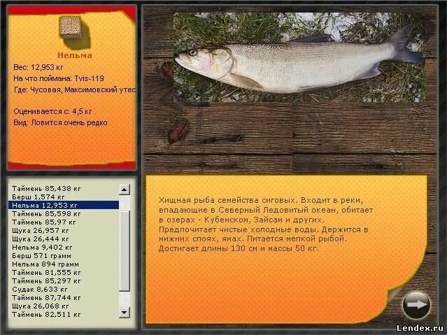 голец вес одной рыбы. омуль байкальский реальная рыбалка на братском водохранилище. нельма реальная рыбалка. на что клюет нельма. сельдь на волге реальная рыбалка.