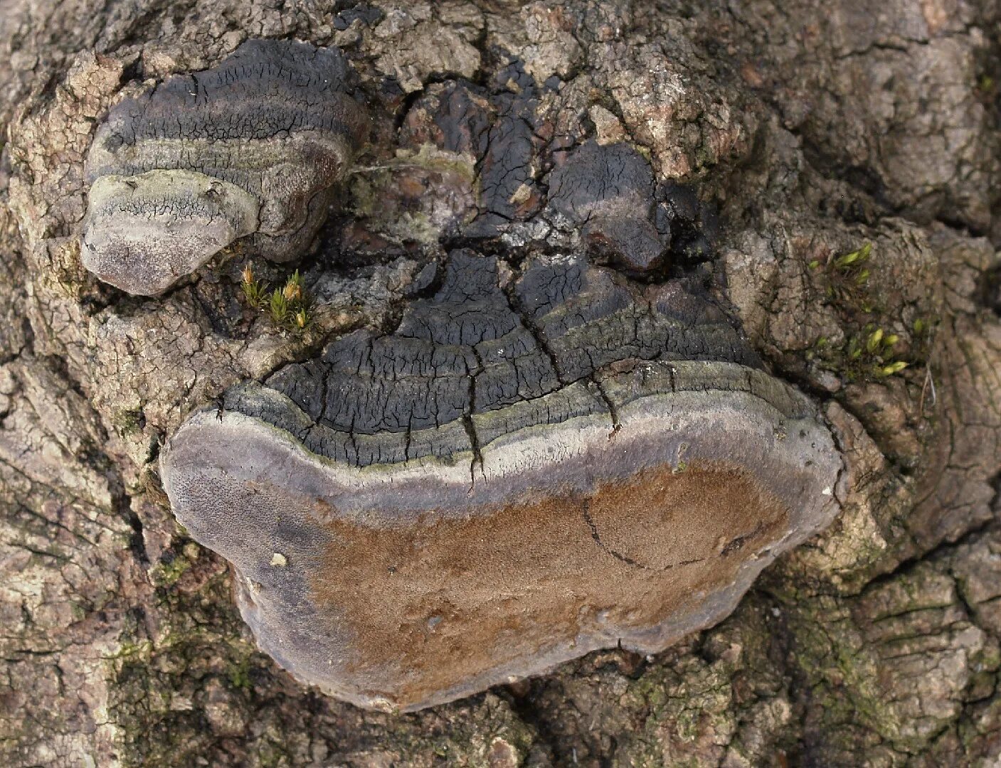 Трутовик ложный осиновый. Phellinus tremulae. Трутовик ложный осиновый Phellinus tremulae. Ложный дубовый трутовик. Трутовик царство