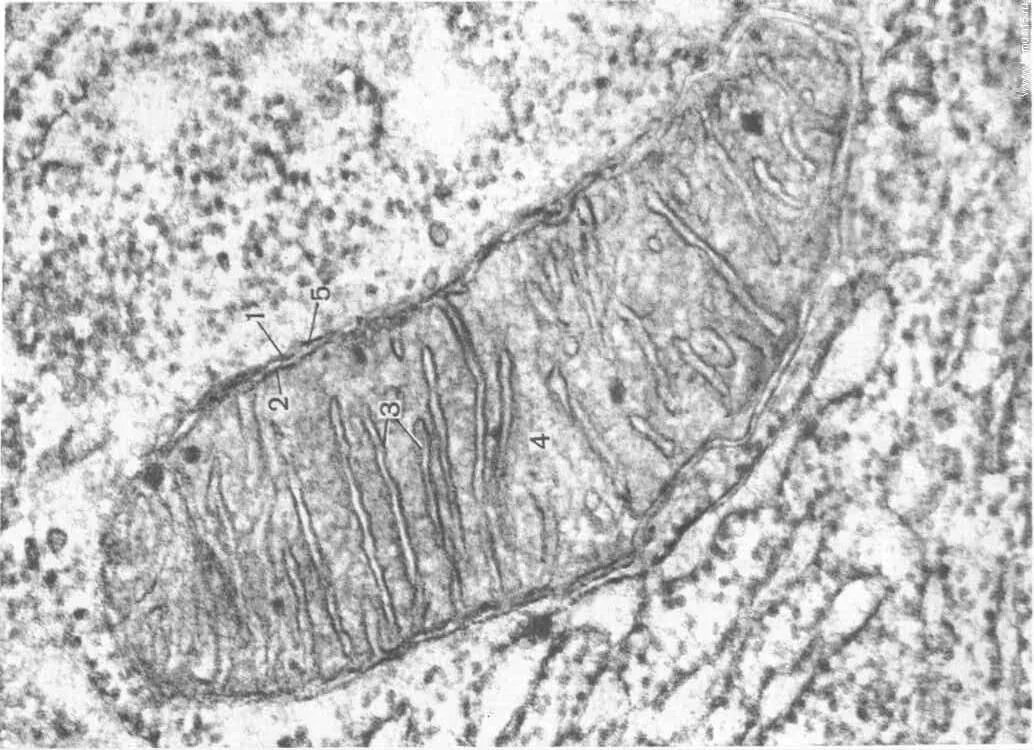 трансмиссионная микроскопия митохондрии. электронная микрофотография митохондрии. строение хлоропласта электронная микрофотография. митохондрия срез. схема строения электронная микрофотография.