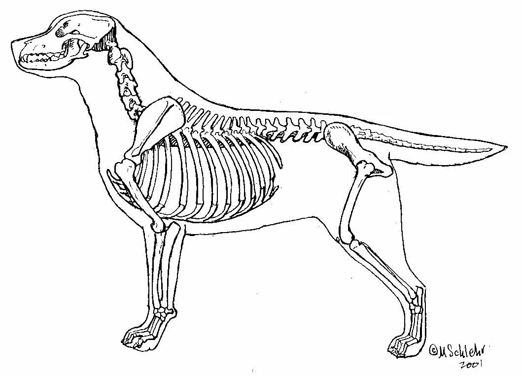 Внутреннее строение млекопитающих скелет. Скелет собаки сбоку. Скелет собаки анатомия. Скелет собаки кобеля. Анатомия скелета собаки Ветеринария.