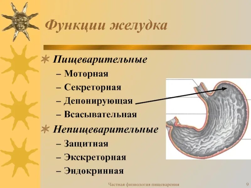 Пищеварительные функции желудка. Функции желудка в пищеварении. Пищеварение в желудке физиология. Пищеварение в желудке функции желудка.