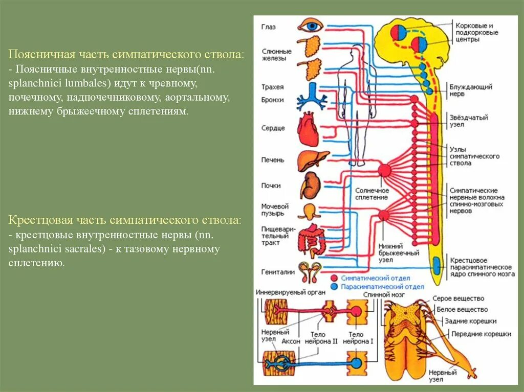 Нервные узлы и нервные стволы. Схема поясничного отдела симпатического ствола. Узлы и ветви поясничного отдела симпатического ствола. Сплетения грудного отдела симпатического ствола. 4 Отдела симпатического ствола.