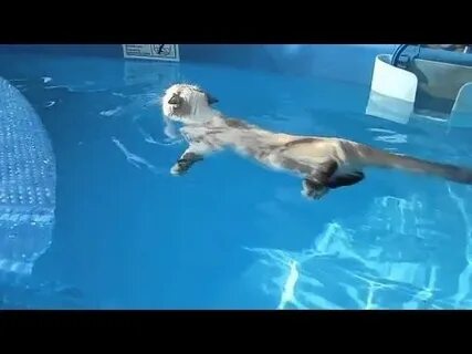 Плавающие кошки видео