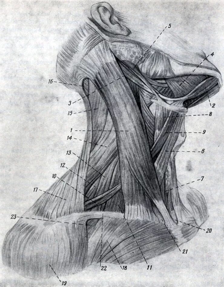 Мышцы шеи анатомия. Анатомия Баммес мышцы шеи. Баммес плечевой пояс мышцы. Мышцы шеи пластическая анатомия Баммес. Мышцы шеи Синельников.