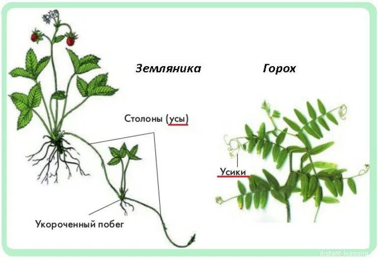 Видоизменения побегов усы гороха. Видоизменённые листья усики гороха. Усы земляники видоизменение побега. Усики строение растений. Усик гороха и усик земляники