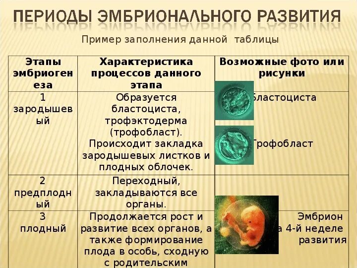 Этапы внутриутробного развития зародышевый. Особенности развития внутриутробного развития человека таблица. Периоды развития эмбриона человека. Этапы эмбрионального развития кратко.