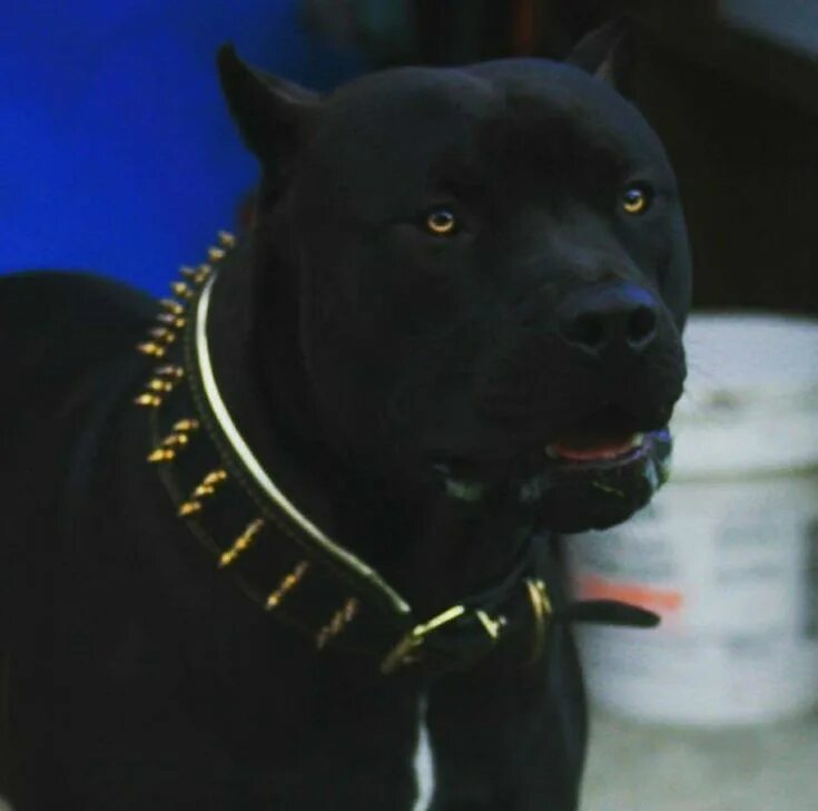 Как выглядит черный питбуль Pin em Prague beauty black Pitbull ❤
