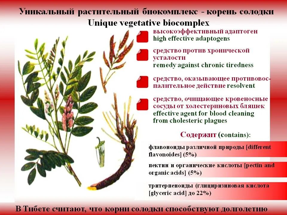 Солодка растение. Солодка корень. Корень солодки растение. Корневище солодки. Солодка беременным можно