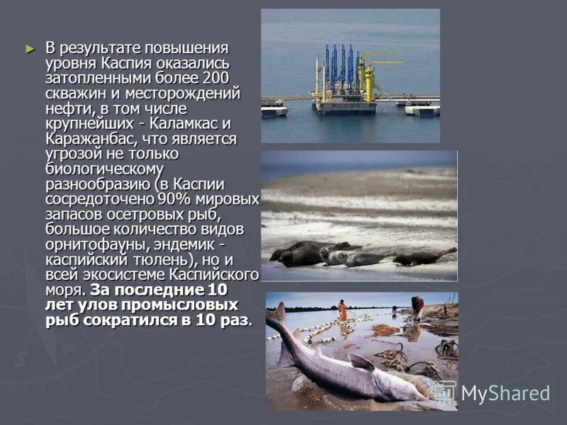 Пути решения загрязнения каспийского моря. Экологические проблемы каспийского моря в казахстане. Решение проблемы каспийского моря. Причины загрязнения каспийского моря. Проблемы каспийского моря.