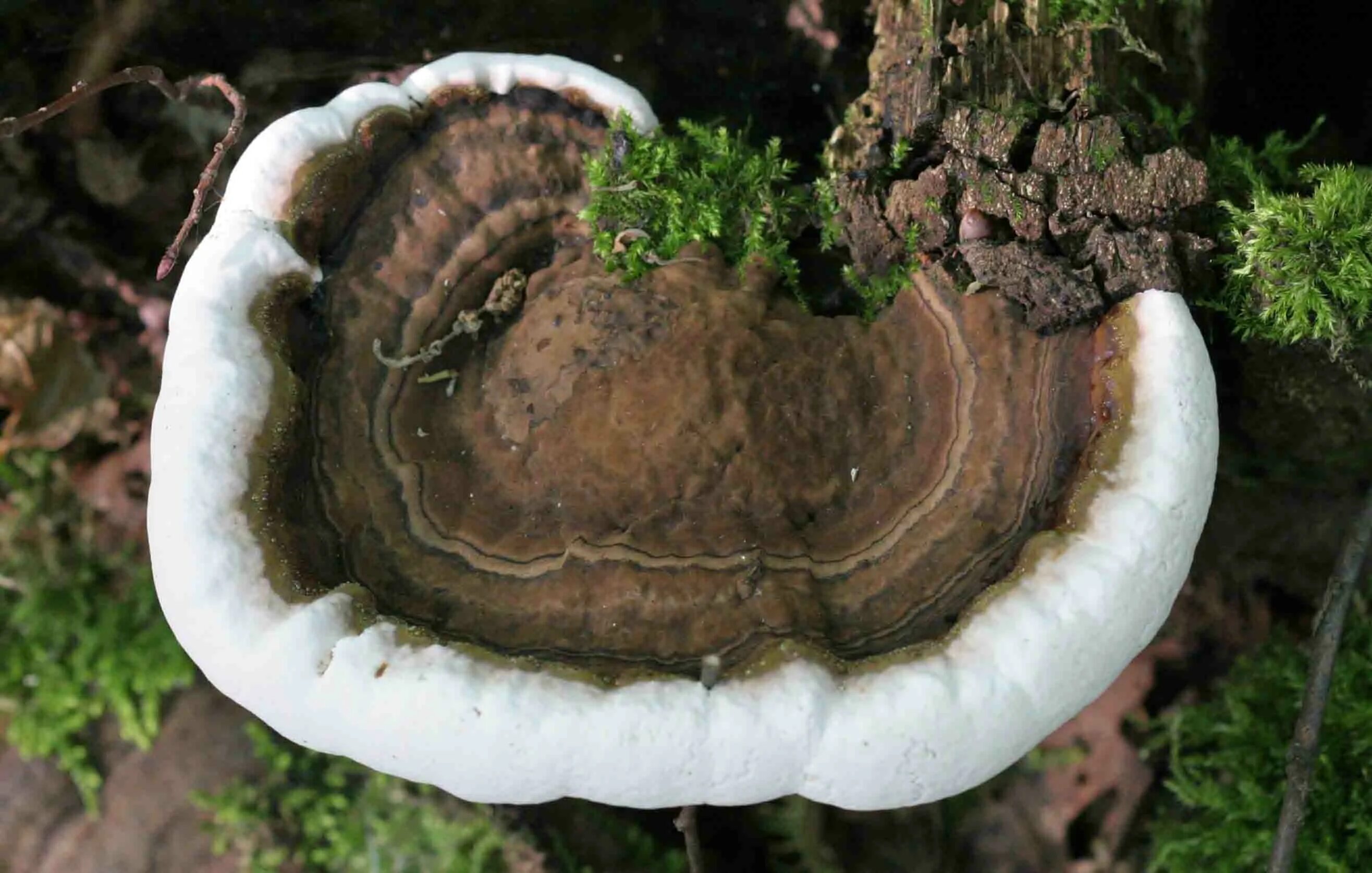 Корневой гриб. Гетеробазидион корневая губка. Гетеробазидион многолетний. Heterobasidion annosum. Корневая губка гриб.