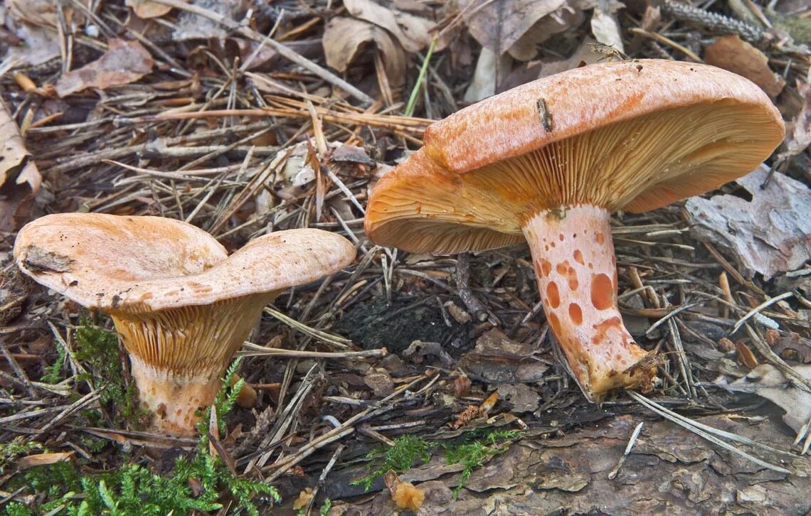 Рыжики относятся. Королевский Рыжик гриб. Рыжики грибы Царский гриб. Lactarius salmonicolor. Рыжики пластинчатые грибы.