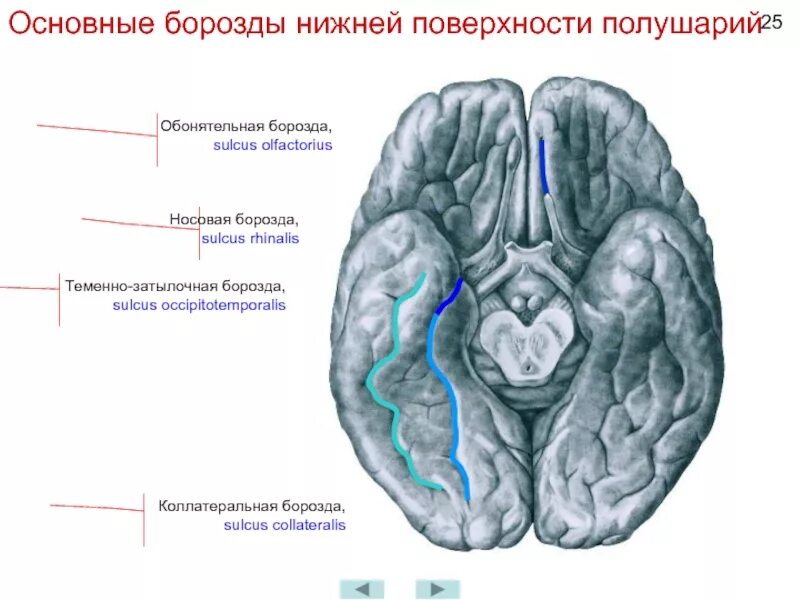 Нижняя поверхность мозга. Борозды и извилины головного мозга нижняя поверхность. Медиальная поверхность головного мозга борозды. Нижняя поверхность полушарий большого мозга доли борозды. Нижняя поверхность головного мозга анатомия борозды.