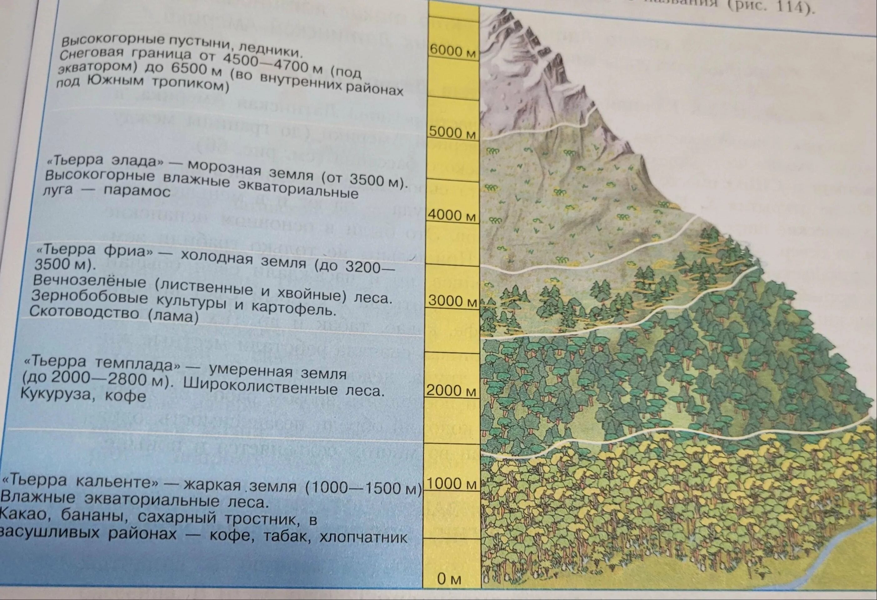 Высотная поясность в Андах 7 класс. Высотная поясность в Андах. Анды высотные пояса. Высотная поясность в Андах Южной Америки.