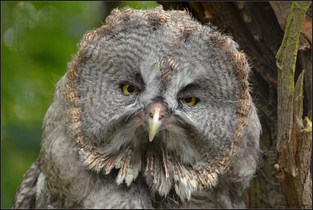 Бородатая птица из совиных 7 букв сканворд. Погадки хищных птиц. Птица сова бородатая неясыть. Бородатая птица из совиных 7 букв сканворд. Бородатая неясыть птенец.