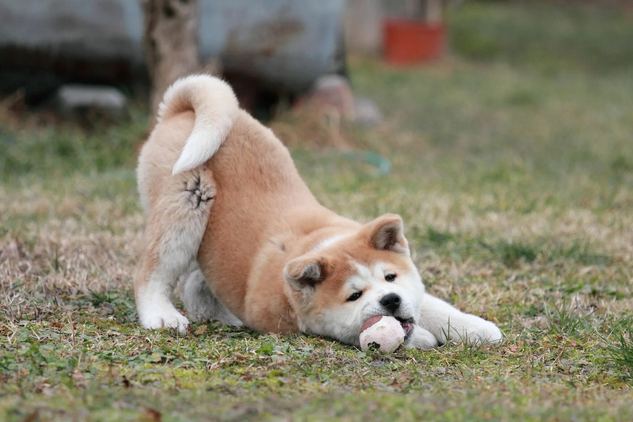 Японская собака 4 буквы. Акита-ину. Японская Акита ину. Порода Хатико Акита-ину. Собака породы Акито ину.